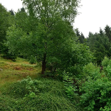 In Der Naehe Von Willingen (Upland)